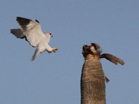 FRIEDA 114 (3)  Black Shouldered Kites - Frieda Prinsloo 2012 : FRIEDA
